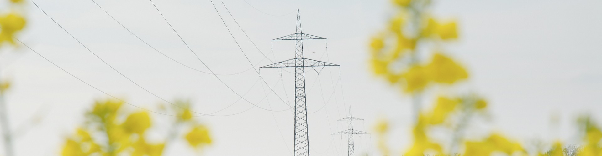 Netz