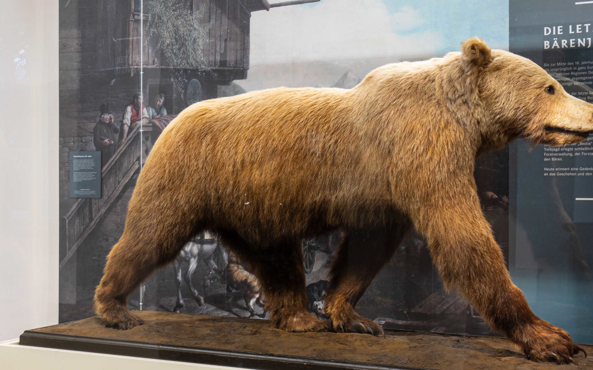 Der letzte Braunbär ist zurück